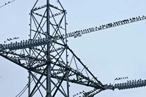 Flock of Common Starlings (Sturnus vulgaris) roosting on power pylon, Rainham Marsh RSPB Reserve