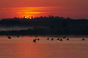 Images Dated 13th May 2008: Flock of Coot (Fulica atra) on lake at sunset, Pusztaszer, Hungary, May 2008