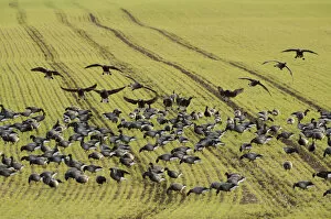 Flock of Dark-bellied brent geese (Branta bernicla bernicla) feeding on crops, South Swale