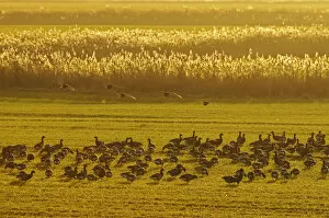 Images Dated 14th December 2010: Flock of Dark-bellied brent geese (Branta bernicla bernicla) feeding on crops at dusk