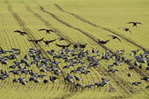 Greater Thames Futurescapes Prints: Flock of Dark-bellied brent geese (Branta bernicla bernicla) feeding on crops, South Swale