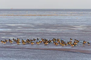 Flock of dark-bellied brent geese (Branta bernicla) on foreshore, Snettisham RSPB reserve