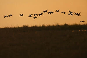 Flock of Demoiselle cranes (Anthropoides virgo) in flight at sunrise, Bagerova Steppe