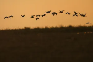 Cranes Prints: Flock of Demoiselle cranes (Anthropoides virgo) in flight at sunrise, Bagerova Steppe
