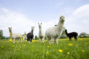 Livestock Collection: Flock of domestic Alpaca {Lama pacos}, bred in the UK for their soft wool, UK