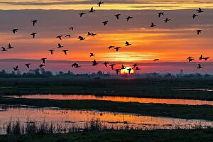 Anseriformes Gallery: Flock of ducks silhouetted against sunset flying over field in winter in the Uitkerkse