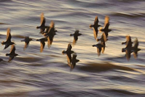 Flock of Dunlin (Calidris alpina) in flight at sunset over the Wash estuary, Snettisham