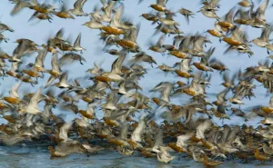 Waders Prints: Flock of Dunlin (Calidris alpina) and Knot (Calidris canutus) taking off, Grossmorsum