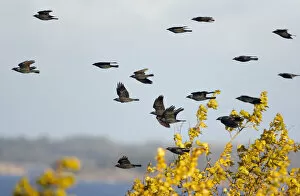 Flock of Eurasian Jackdaw (Corvus monedula) in flight, migration, Hanko, Finland, October