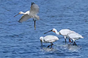 Platalea Leucorodia Prints: Flock of Eurasian spoonbills (Platalea leucorodia)