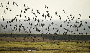 Flock of European wigeon (Anas penelope) in flight over Elmley Marshes RSPB reserve