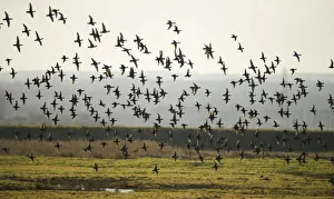 Flock of European wigeon (Anas penelope) in flight over Elmley Marshes RSPB reserve