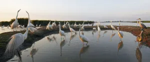 Flock of Great Egret (Ardea alba) at water, Pusztaszer, Hungary, May 2008