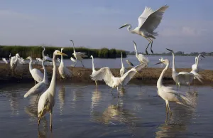 Herons Prints: Flock of Great Egret (Ardea alba) at water, Pusztaszer, Hungary, May 2008