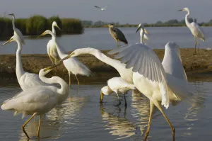 Flock of Great Egret (Ardea alba) at water, Pusztaszer, Hungary, May 2008