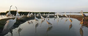Images Dated 22nd May 2008: Flock of Great Egret (Ardea alba) at water, Pusztaszer, Hungary, May 2008