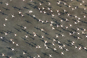 Shadows Collection: Flock of Greater flamingo (Phoenicopterus ruber) in flight, Camargue, Southern France