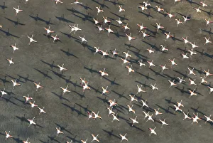 Flamingos Prints: Flock of Greater flamingo (Phoenicopterus ruber) in flight, Camargue, Southern France