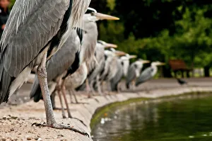 Flock of Grey herons (Ardea cinerea) standing in a line on the edge of a pond, Regents Park