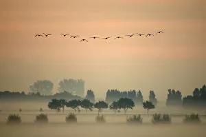 Images Dated 18th April 2011: A flock of Greylag Goose (Anser anser) flying in formation above misty fields. The Netherlands