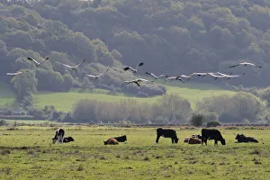 Flock of juvenile Common / Eurasian cranes (Grus grus) recently released by the Great