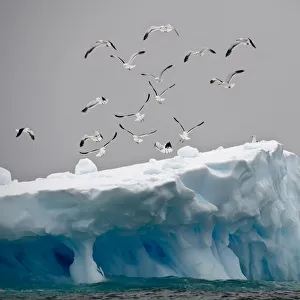 Flock of Kelp / Southern black backed Gulls (Larus dominicanus) flying over iceberg