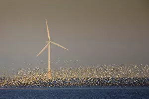 Groups Collection: Flock of Knot (Calidris canuta) over sea with wind turbine. Liverpool Bay, UK, December
