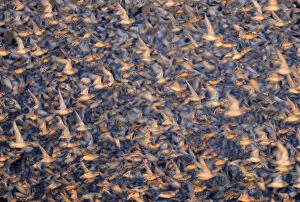 Flock of Knot (Calidris canuta) taking flight. Snettisham, UK, January