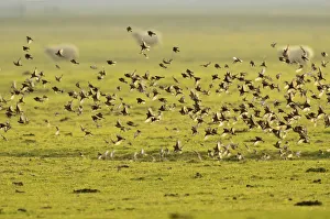 Groups Prints: Flock of Linnets (Carduelis cannabina) in flight over grazing marsh, Elmley Nature Reserve