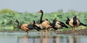 Anseriformes Prints: Flock of Magpie geese (Anseranas semipalmata) standing at water's edge