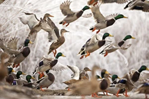 Anatinae Gallery: Flock of Mallard ducks (Anas platyrhynchos) taking off, Lake Csaj, Kiskunsagi National Park
