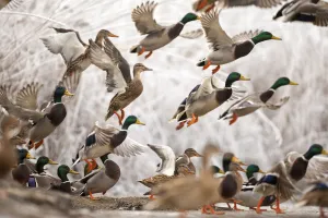 Flock of Mallard ducks (Anas platyrhynchos) taking off, Lake Csaj, Kiskunsagi National Park
