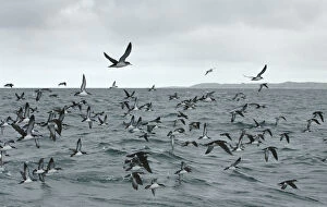 Flock of Manx shearwaters (Puffinus puffinus) in flight over sea, near Ardnamurchan Point