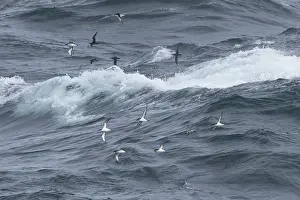 Wave Prints: Flock of Manx shearwaters (Puffinus puffinus) in flight over the sea