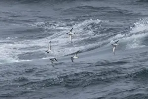 Wave Prints: Flock of Manx shearwaters (Puffinus puffinus) in flight over the sea