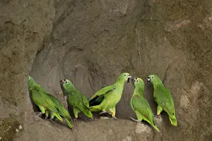 Amazona Prints: A flock of Mealy Amazon Parrot (Amazona farinosa) eating clay. Yasuni National Park