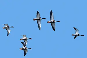 Duck Prints: Flock of migrating Common shelducks (Tadorna tadorna) in flight against blue sky