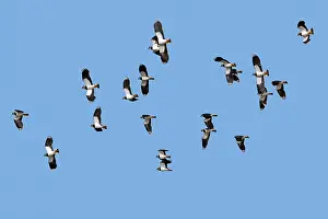 Flock of migrating Northern lapwings (Vanellus vanellus) in flight against blue sky, Zeeland, Netherlands. March