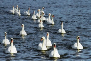 Flock of Mute swans (Cygnus olor), Abbotsbury Swannery, Dorset, England, UK, September