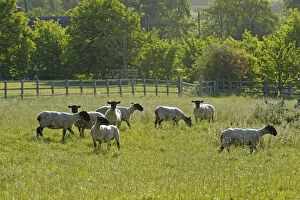 Flock of newly clipped Domesitc sheep grazing in pasture at RSPBs Hope Farm
