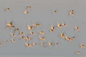 Images Dated 30th September 2011: Flock of Oystercatchers (Haematopus ostralegus) in flight, The Wash Estuary, Norfolk, England, UK