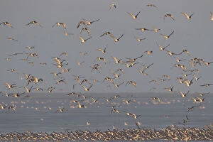 Images Dated 30th September 2011: Flock of Oystercatchers (Haematopus ostralegus) and Knot (Calidris canuta) in flight