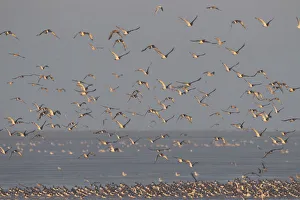 Groups Prints: Flock of Oystercatchers (Haematopus ostralegus) and Knot (Calidris canuta) in flight