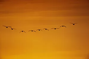 Orange Collection: Flock of Pink-footed geese (Anser brachyrhynchus) flying on migration at sunset, Martin Mere WWT