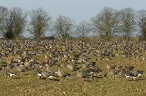 Anatidae Gallery: Flock of Pink-footed geese (Anser brachyrhynchus) feeding on sugar beet tops in a field