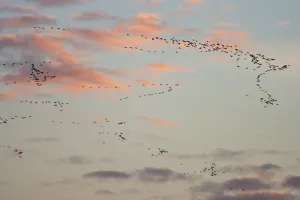 Anatidae Prints: Flock of Pink footed geese (Anser brachyrhynchus) in flight at dusk