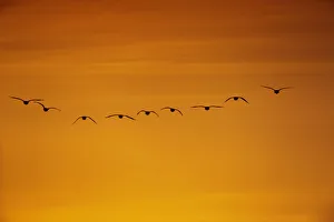 Orange Prints: Flock of Pink-footed geese (Anser brachyrhynchus) flying on migration at sunset