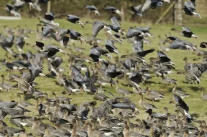 Flock of Pink-footed Geese (Anser brachyrhynchus) landing on grazing marshes, Holkham NNR