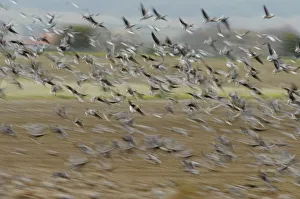 A flock of Pink-footed geese (Anser brachyrhynchus) taking flight from a sugar beet