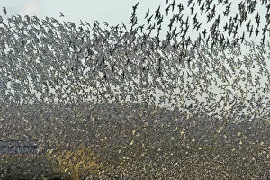 Images Dated 7th March 2012: Flock of Red knot (Calidris canutus) and Bar-tailed godwit (Limosa lapponica) in